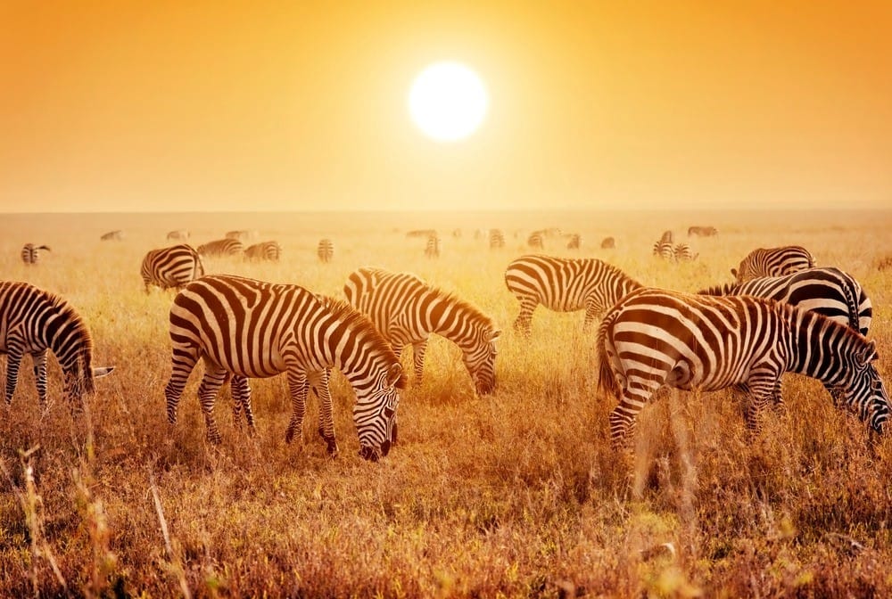 Tarangire