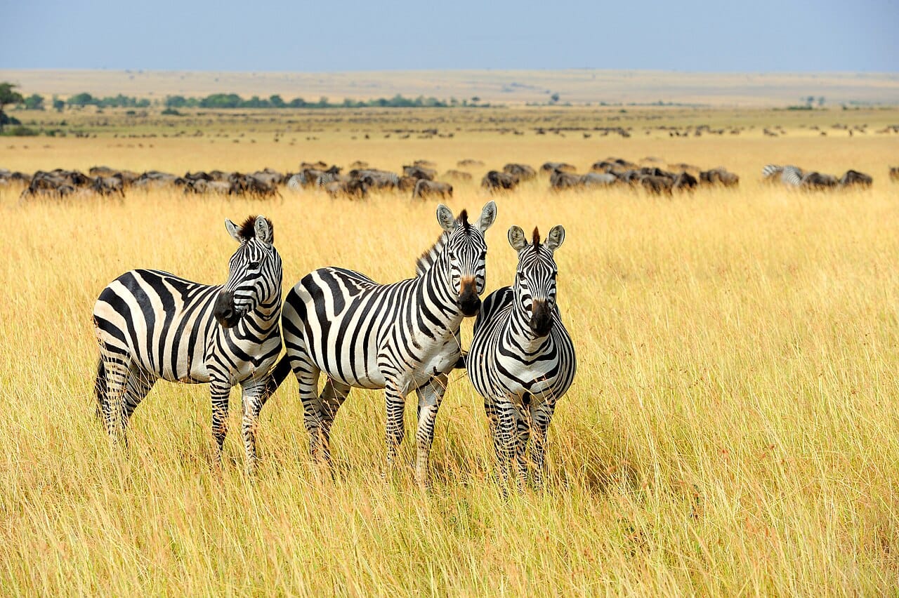 Kenya