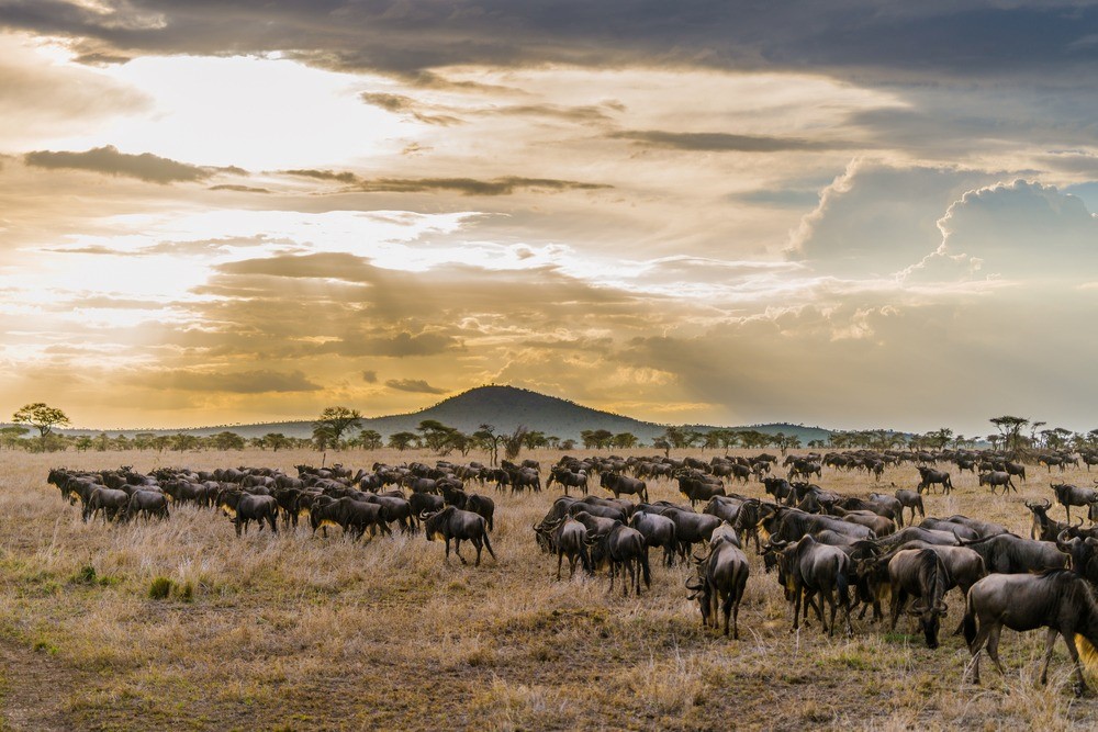 Serengeti