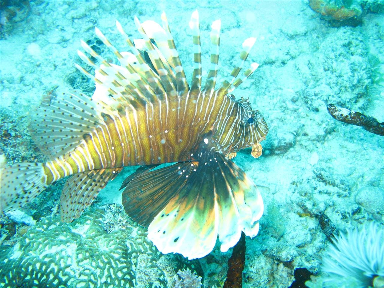 Mnemba Atoll